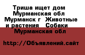 Триша ищет дом - Мурманская обл., Мурманск г. Животные и растения » Собаки   . Мурманская обл.